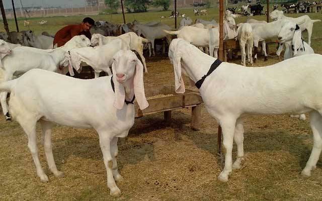 ڈولفن سکواڈ کی کارروائی، مویشی چور گینگ گرفتار