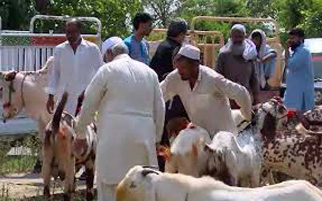 عید قربان میں چارروز باقی، بیوپاریوں میں جانوروں کے بھاؤ تاؤ کا سلسلہ جاری