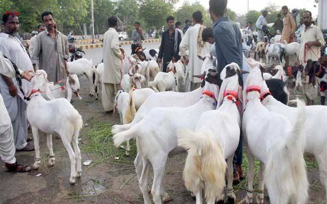  لاہور کی اہم شاہراہیں مویشی منڈیوں میں تبدیل ہوگئیں