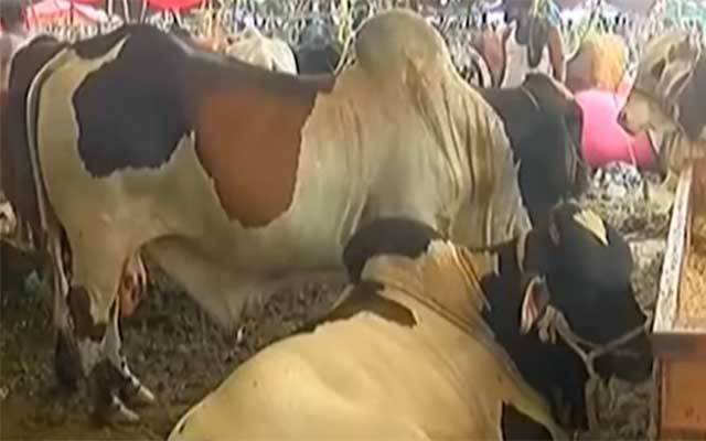 ساہیوال نسل کے بیل شہریوں کی توجہ کا مرکز بن گئے