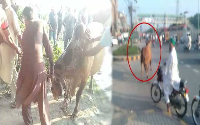 فیروز پور روڈ پر قربانی کا بیل بپھر گیا