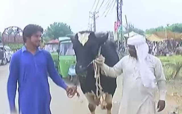 والٹن مویشی منڈی میں کالے ناگ نامی بیل نے دھوم مچادی