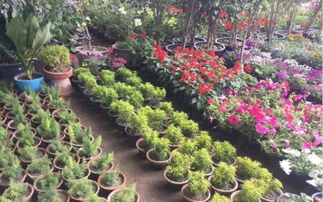 لاہوریوں کو آج مفت پودے ملیں گے