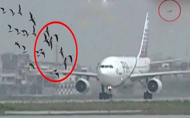 ایئرپورٹ پر طیاروں سے پرندے ٹکرانے کے واقعات میں اضافہ