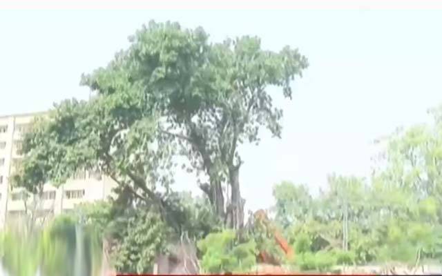 100 سالہ برگد کا درخت ہائیکورٹ کی تاریخ کا حصہ بن گیا