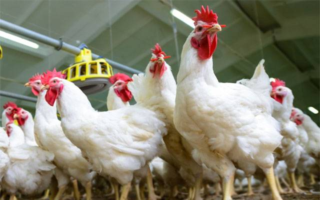 برائلر کی قیمت میں اضافہ، حکومت خاموش تماشائی