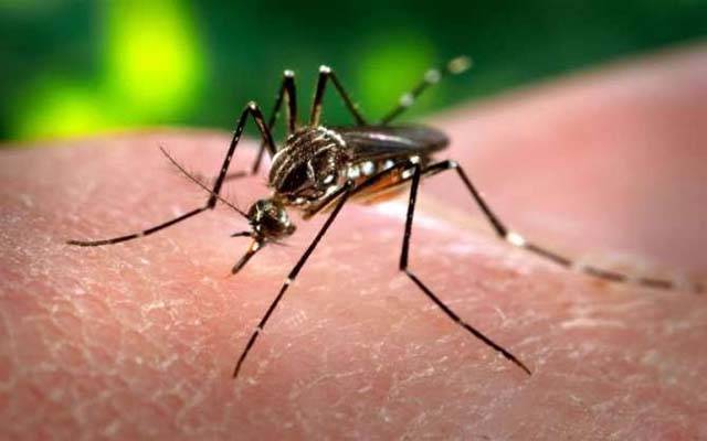 تالابوں اور جوہڑوں میں ڈینگی لاروا کی افزائش کا خدشہ