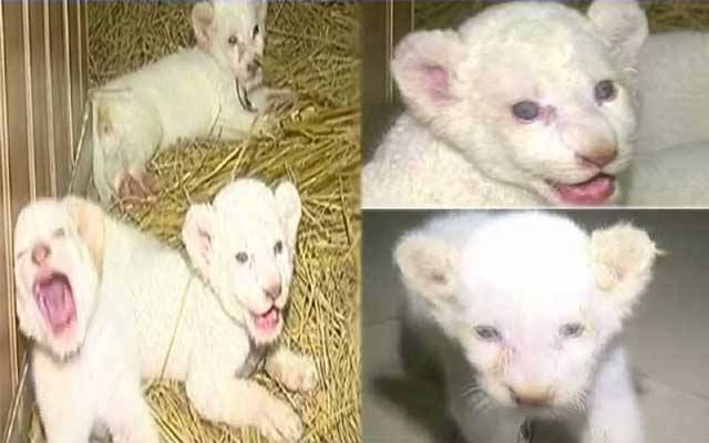 چڑیا گھر میں بڑا سانحہ، راجو، پنکی اور چیکو چل بسے