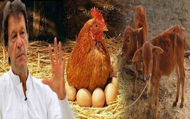 وزیر اعظم مرغی پال اور کٹا بچاؤ پروگرام کیلئے32 کروڑ جاری