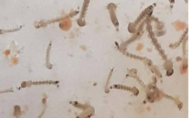 گزشتہ 24 گھنٹوں میں شہر کے 439 مقامات سے ڈینگی لاروا کی تصدیق