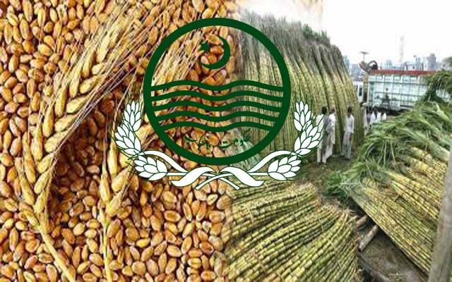 حکومت کا رواں سال گنےاورگندم کی قیمت میں اضافے کا فیصلہ