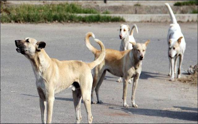 انتظامیہ نے آوارہ کتوں کے خاتمہ کیلئے نیا پلان تیار کرلیا