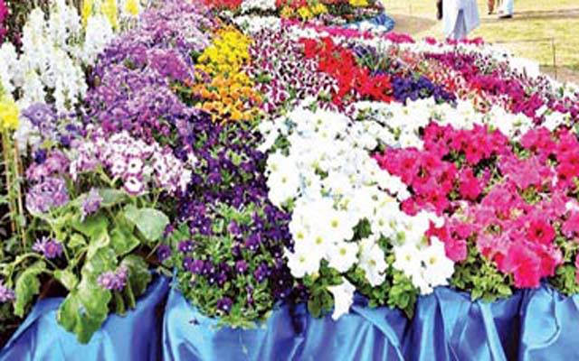 گل دائودی نمائش میں رنگا رنگ پھول شہریوں کی توجہ کا مرکز