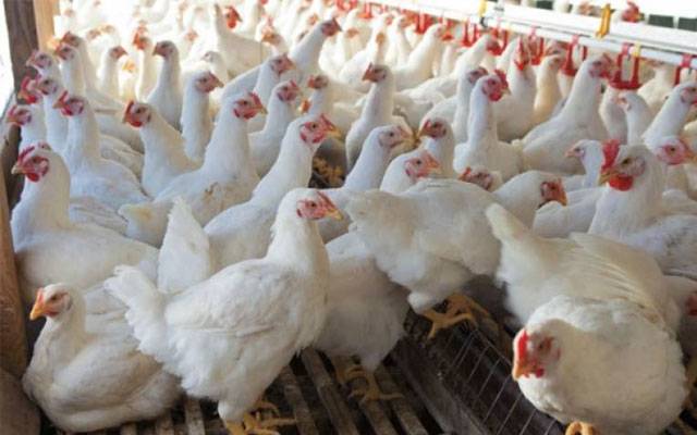 برائلر گوشت ایک بار پھر مہنگا، شہری پریشان