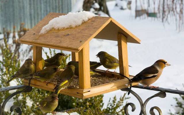 سرد موسم پرندوں کیلئے عذاب بن گیا