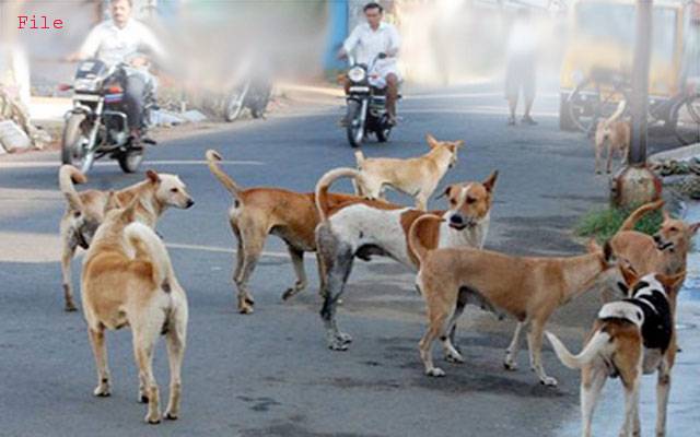 لاہور میں آوارہ کتوں کی بھر مار، کاٹنے کے واقعات بڑھ گئے