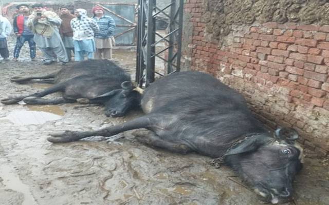  شاہدرہ میں کھمبے سے کرنٹ لگنے سے 2 بھینسیں ہلاک