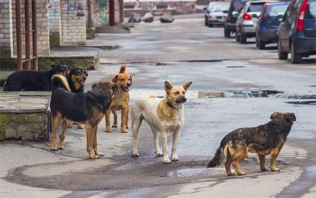 لاہور میں کتوں نے شہریوں کا جینا مشکل کردیا، مزید 83 کیسز رپورٹ
