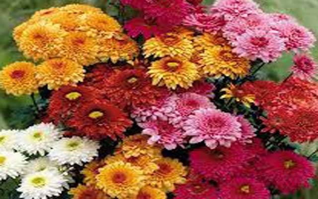 باغوں کے شہر میں موسمی پھول مرجھانے لگے