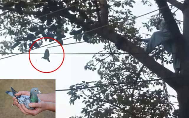 سمن آباد کے رہائشی نے کبوتر کی جان بچا کر رحم دلی کی مثال قائم کردی