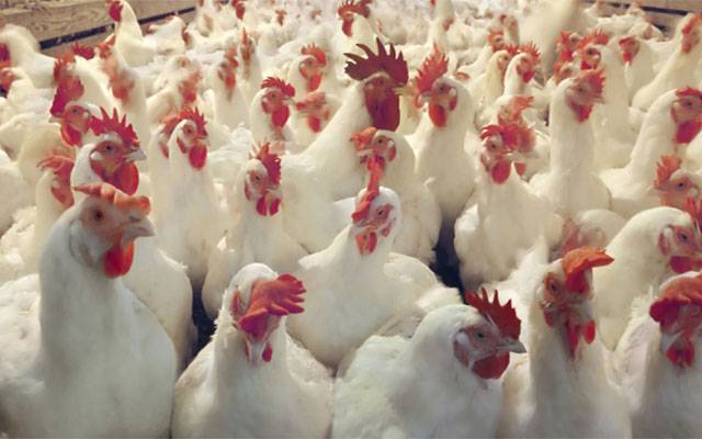 مرغی کی قیمتوں میں ہوشربا اضافہ