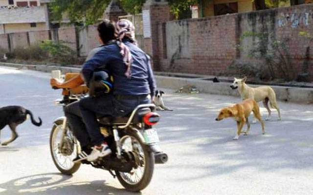 لاہوریوں پر آوارہ کتوں کے وار جاری، مزید 95 کیسز رپورٹ