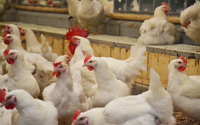 آٹے کے بعد مرغی کی قلت، قیمتیں آسمان کو چھونے لگیں