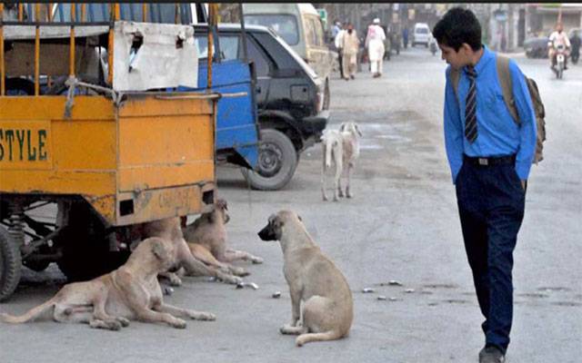آوارہ کتوں کی بھرمار، انتظامیہ لاچار، مزید 116 کیسز رپورٹ