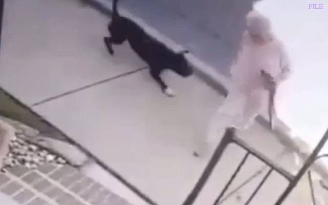 آوارہ کتوں نے خاتون پر حملہ کردیا