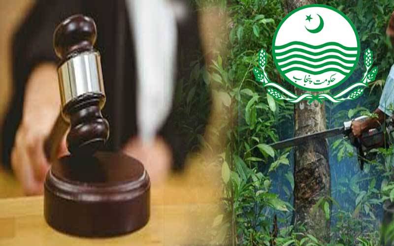 لاہور ہائیکورٹ نے پنجاب حکومت کو درختوں کی کٹائی سے روک دیا