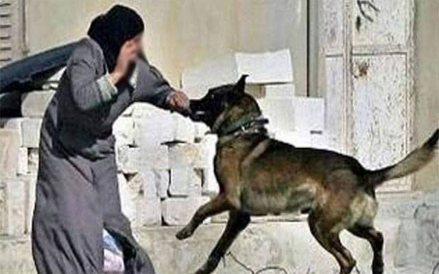 ضلعی انتظامیہ ناکام، آوارہ کتوں کےشہریوں پر وار جاری