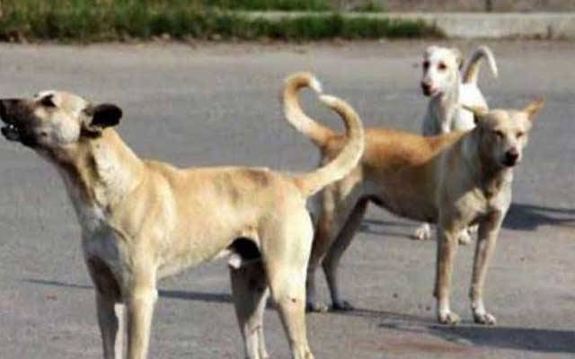آوارہ کتوں کو ٹھکانے لگانے میں انتظامیہ سستی دکھانے لگی