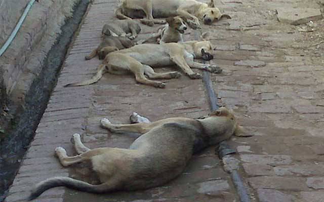 مزید 162 آوارہ کتوں کو تلف