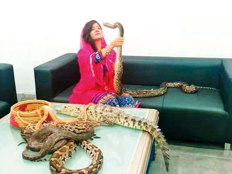 سانپ، مگر مچھ پالنے کا کیس، رابی پیر زادہ نے بریت کی درخواست دائر کر دی