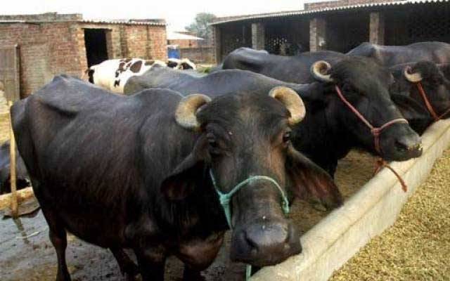 شہر سے مویشیوں کے انخلاء کی مہم بری طرح ناکام