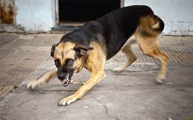 آوارہ کتوں کے شہریوں پر وار جاری، مزید 79 افراد شکار