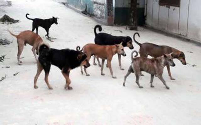 آوارہ کتوں نے مزید67 افراد کو کاٹ لیا