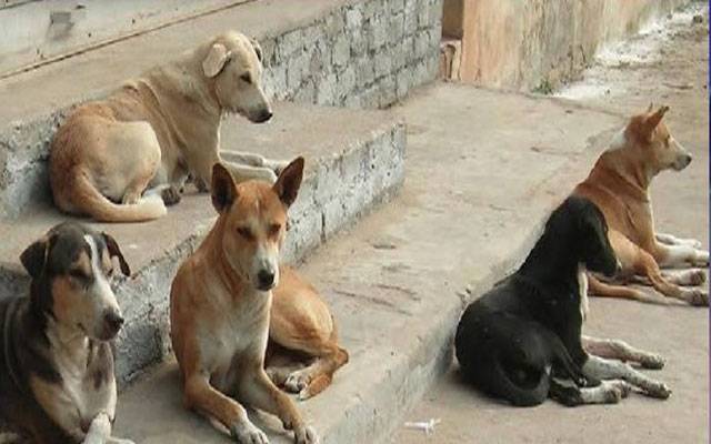 انتظامیہ نے مزید 121 کتے ٹھکانے لگا دیے