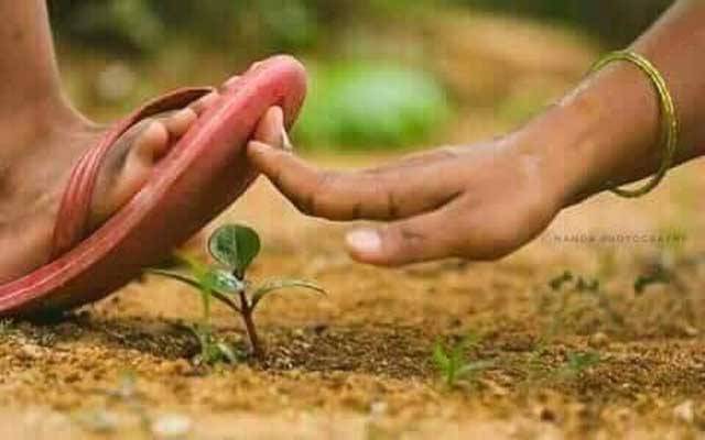 وزیراعظم نے عثمان بزدار کو 10 کروڑ درخت لگانے کا ٹاسک دے دیا