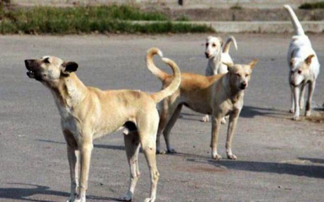  آوارہ کتوں کی دہشت برقرار، مزید 82 شہریوں کو کاٹ لیا