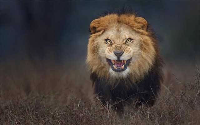 سفاری پارک میں دل دہلا دینے والا واقعہ، شیر نے نوجوان کو کھا لیا
