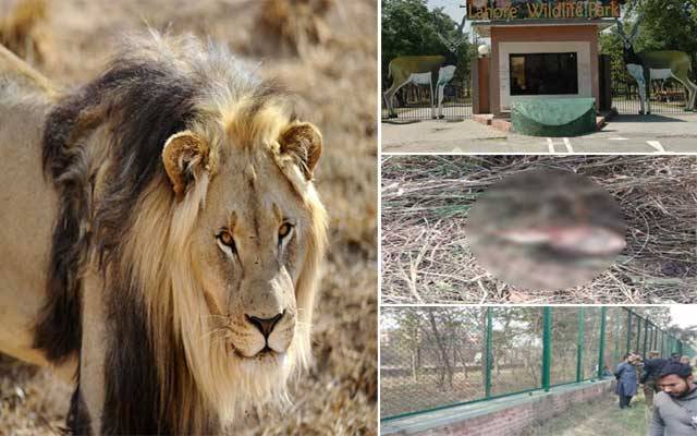 شیر کے حملے سے نوجوان کی ہلاکت، سفاری پارک بند، 7 ملازمین معطل
