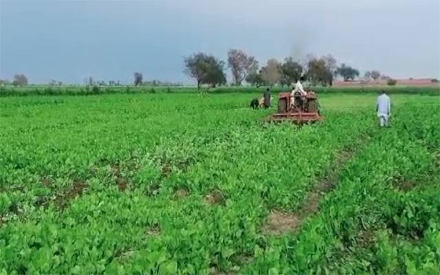 ڈی سی لاہور نے سیوریج کے پانی سے اگائی جانیوالی سبزیوں پر ہل چلوادئیے 