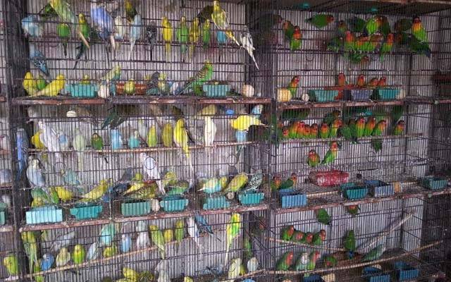 دکانداروں کو پرندہ مارکیٹ کھولنے کی مشروط اجازت مل گئی