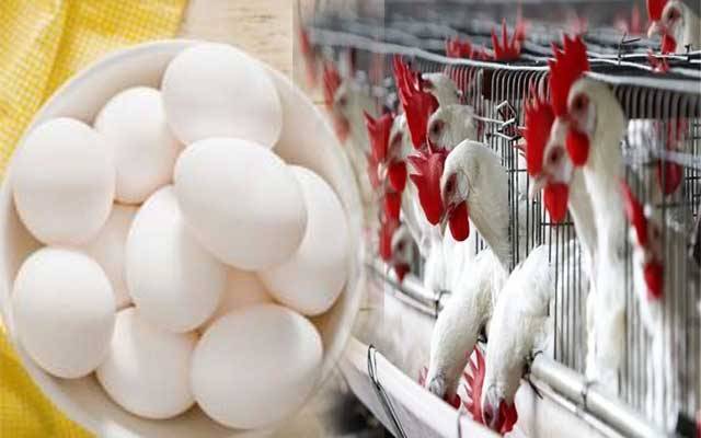  لاہویوں کیلئے اچھی خبر، انڈے اور مرغی کا گوشت سستا ہوگیا 