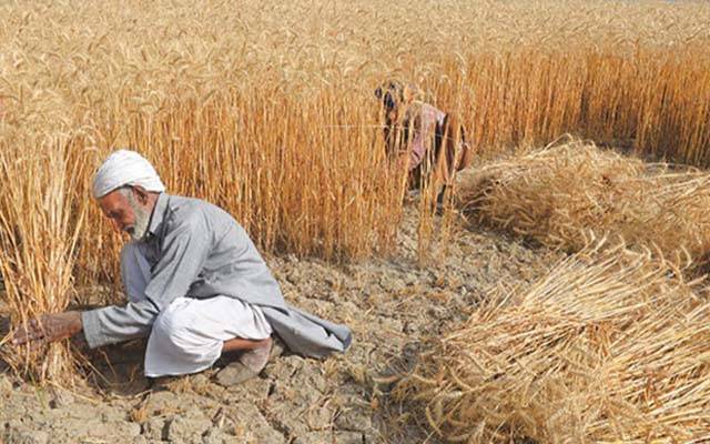 گندم کی خرید کے حوالے سے اعلیٰ سطحی اجلاس