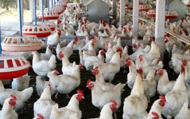 مرغی کی قیمت میں اضافہ