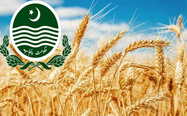 حکومت کی کاشتکاروں سے گندم کا ایک ایک دانہ خریدنے کی حکمت عملی تیار