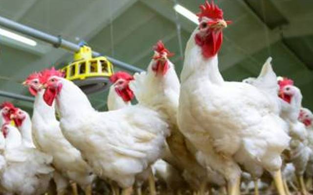  برائلر کی قیمت میں اضافہ