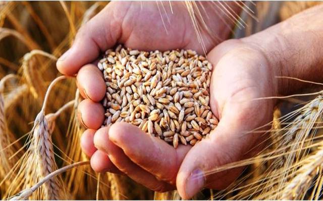 گندم کی قیمت میں اضافہ